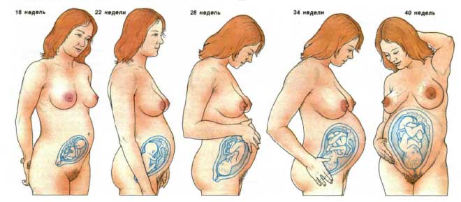 40 недель беременности схема