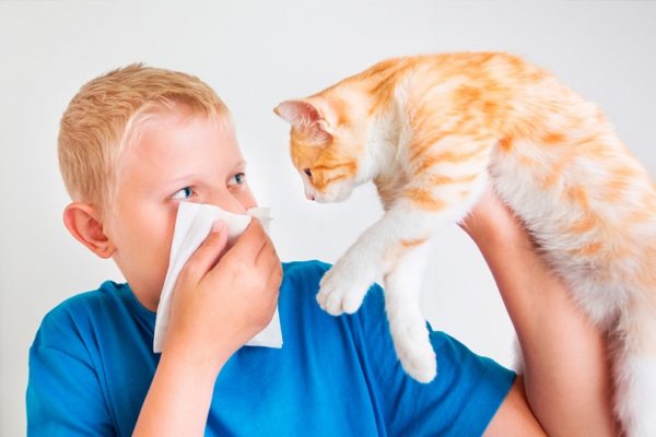 Аллергический конъюнктивит у ребенка может быть вызван контактом с шерстью домашних животных