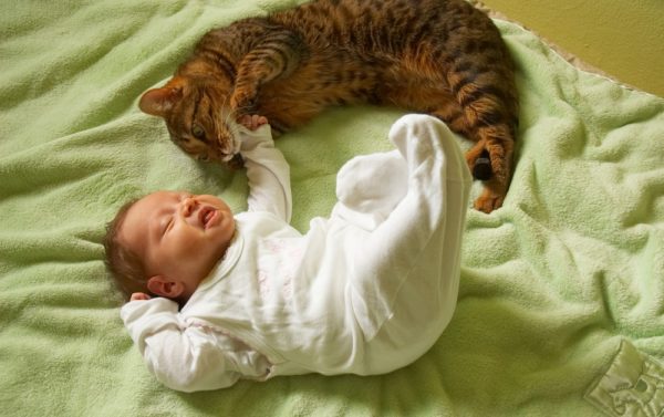 Причиной аллергии у новорожденного может быть шерсть домашних животных