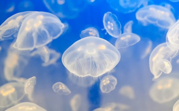  медузы опасности поездки с ребенком на море