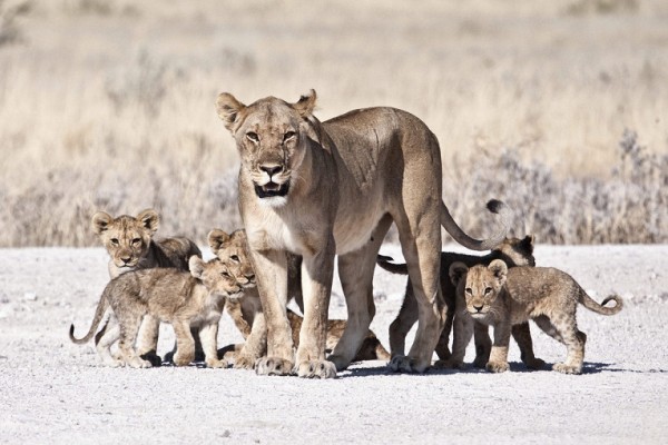 Львица - худшая мама в мире среди животных