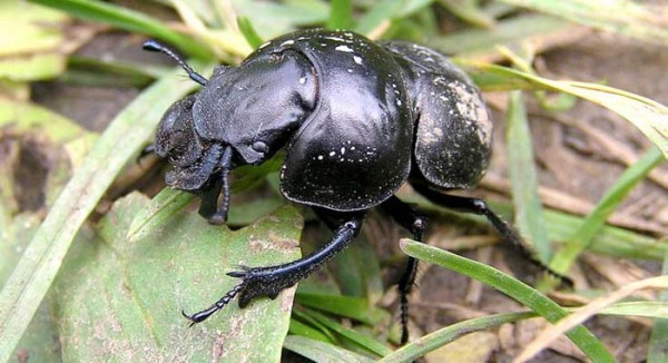 земляной жук - худшая мама в мире среди животных