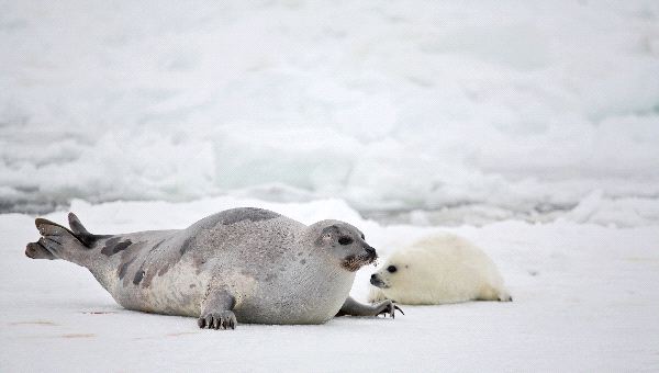 Гренландский тюлень - худшая мама в мире среди животных
