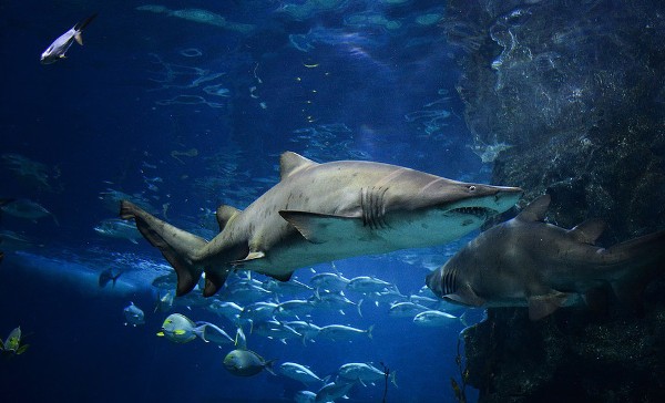 Акула с Галапагосских островов - худшая мама в мире среди животных